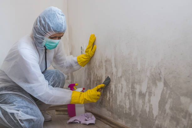 Trusted Reading, OH Mold Inspection, Removal & Remediation Experts